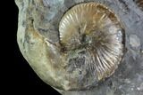 Hoploscaphites Ammonite Association - South Dakota #98736-3